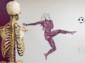 Murals brighten lab where students learn wonders of anatomy